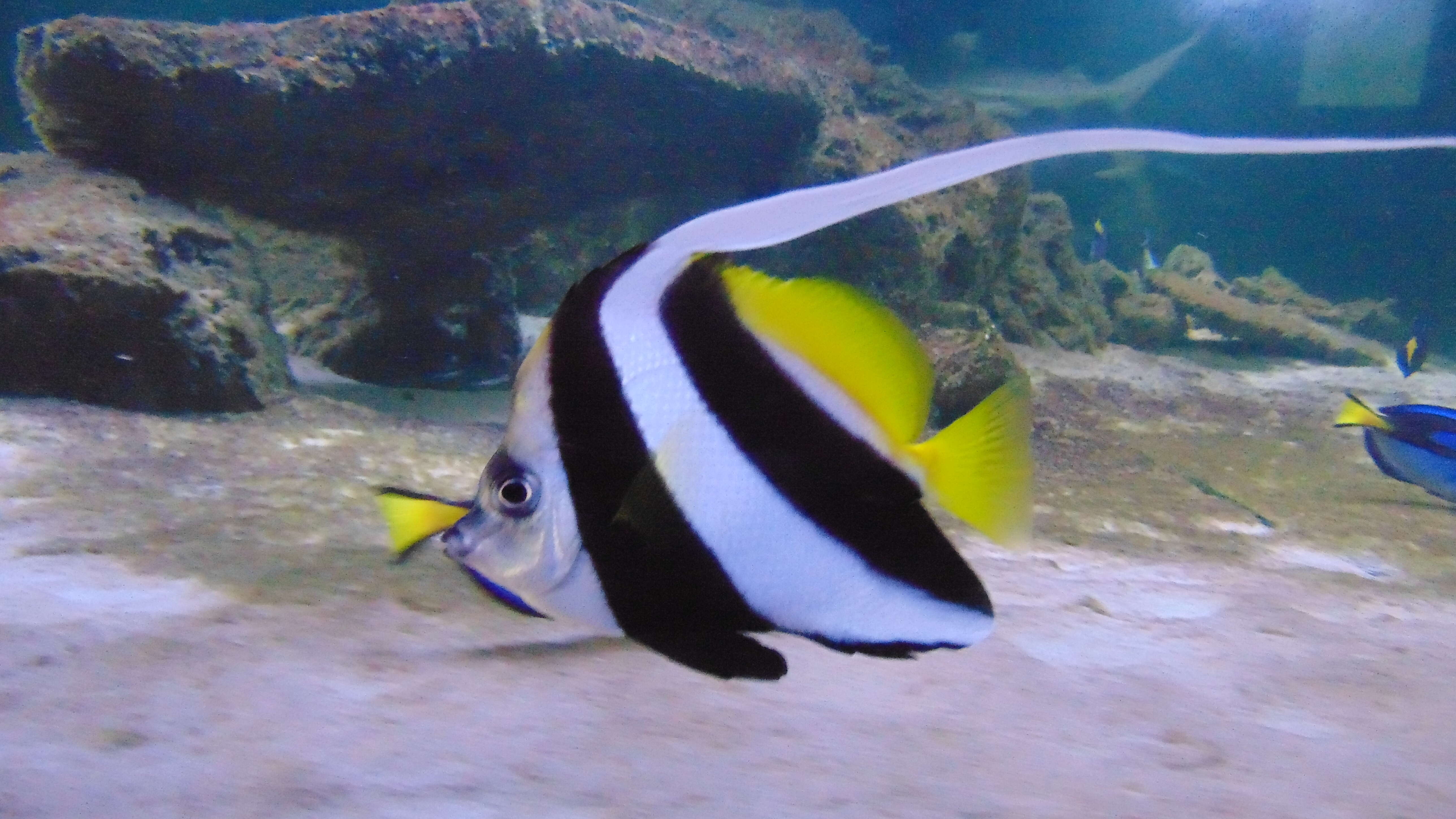 Image of Bannerfish