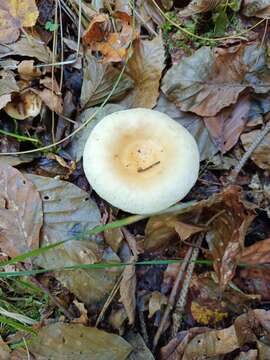 Image of Russula fellea (Fr.) Fr. 1838