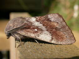 Image of Pine-tree Lappet