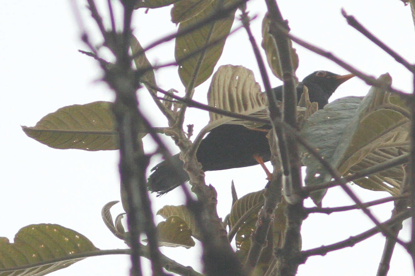 Image of Glossy-black Thrush