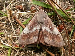 Image of Pine-tree Lappet