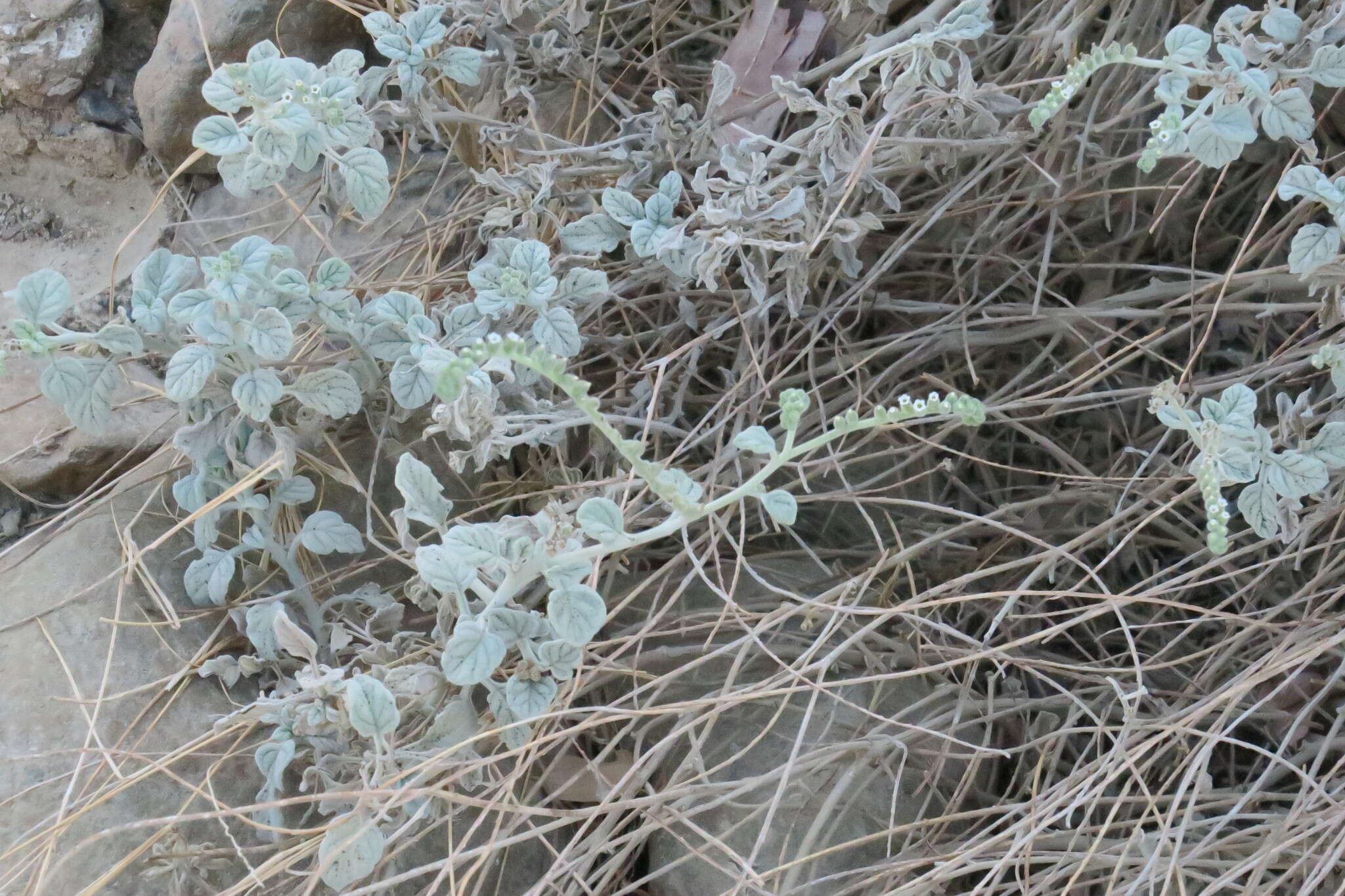 Image of Echiochilon persicum (Burm. fil.) I. M. Johnst.