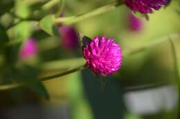 Image of Globe Amaranth