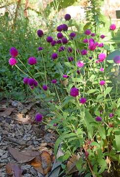 Imagem de Gomphrena globosa L.