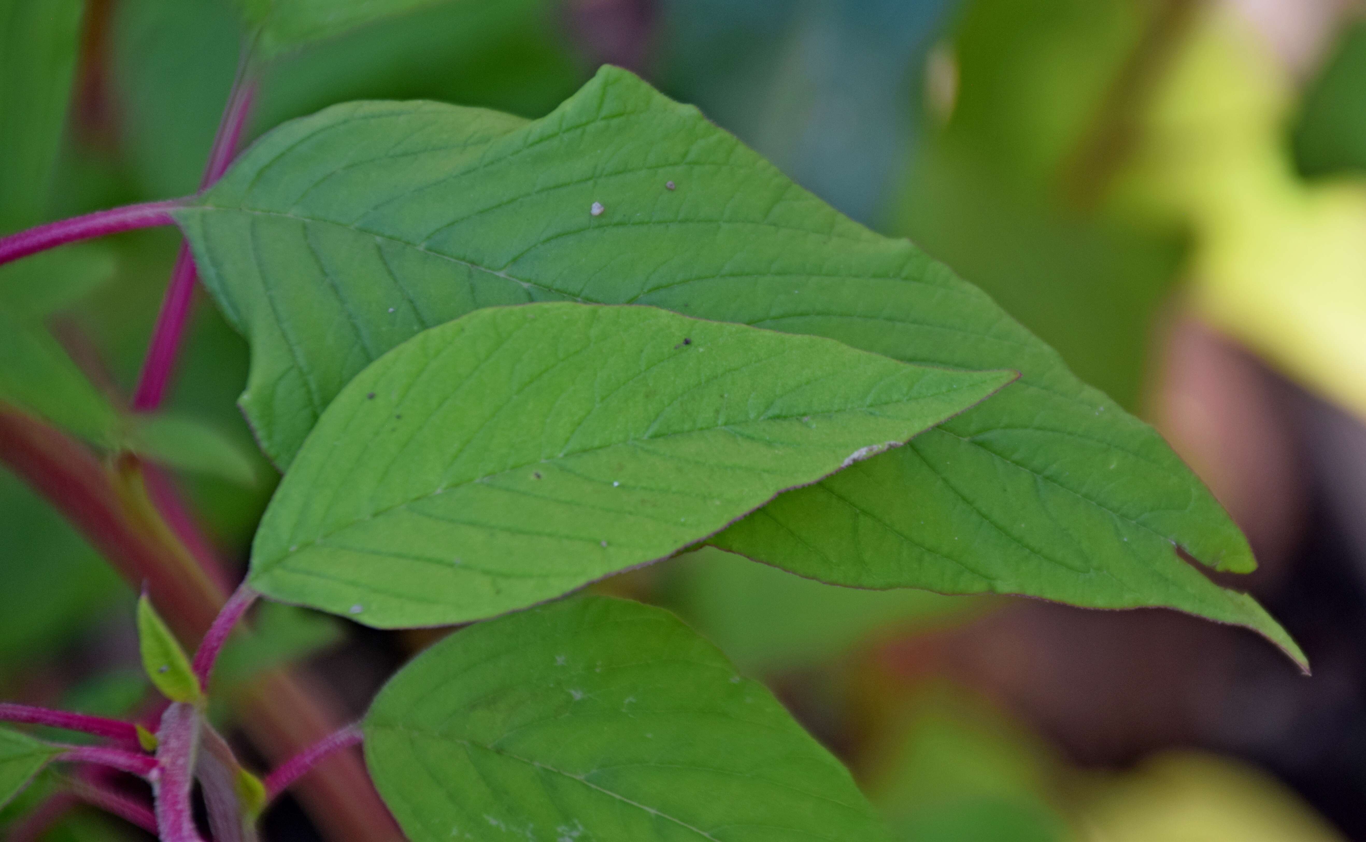 Image of love-lies-bleeding