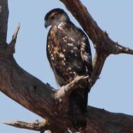 Image of African Hawk-Eagle