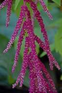 Image of love-lies-bleeding