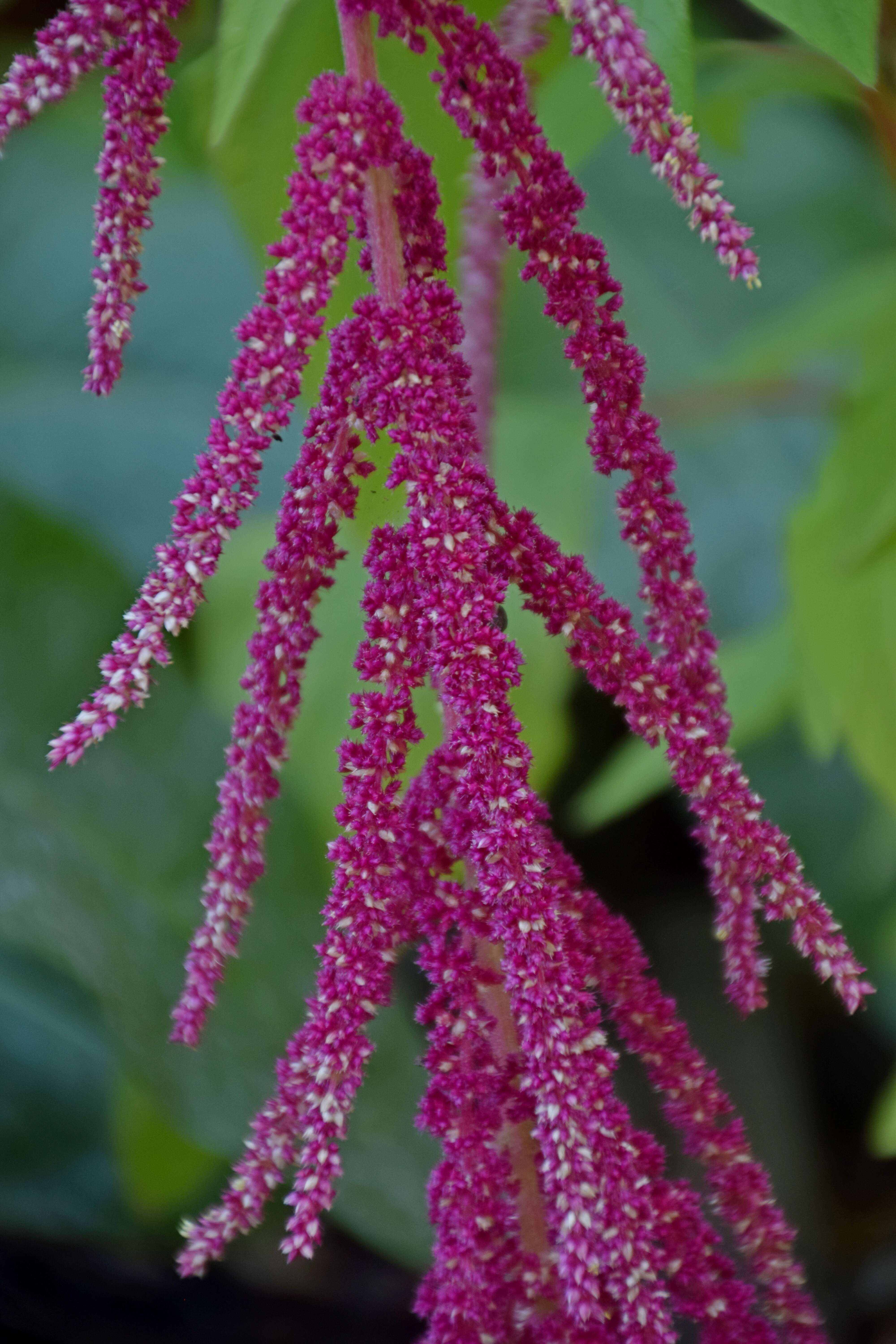 Image of love-lies-bleeding