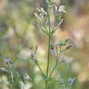 Image of Silene rupestris