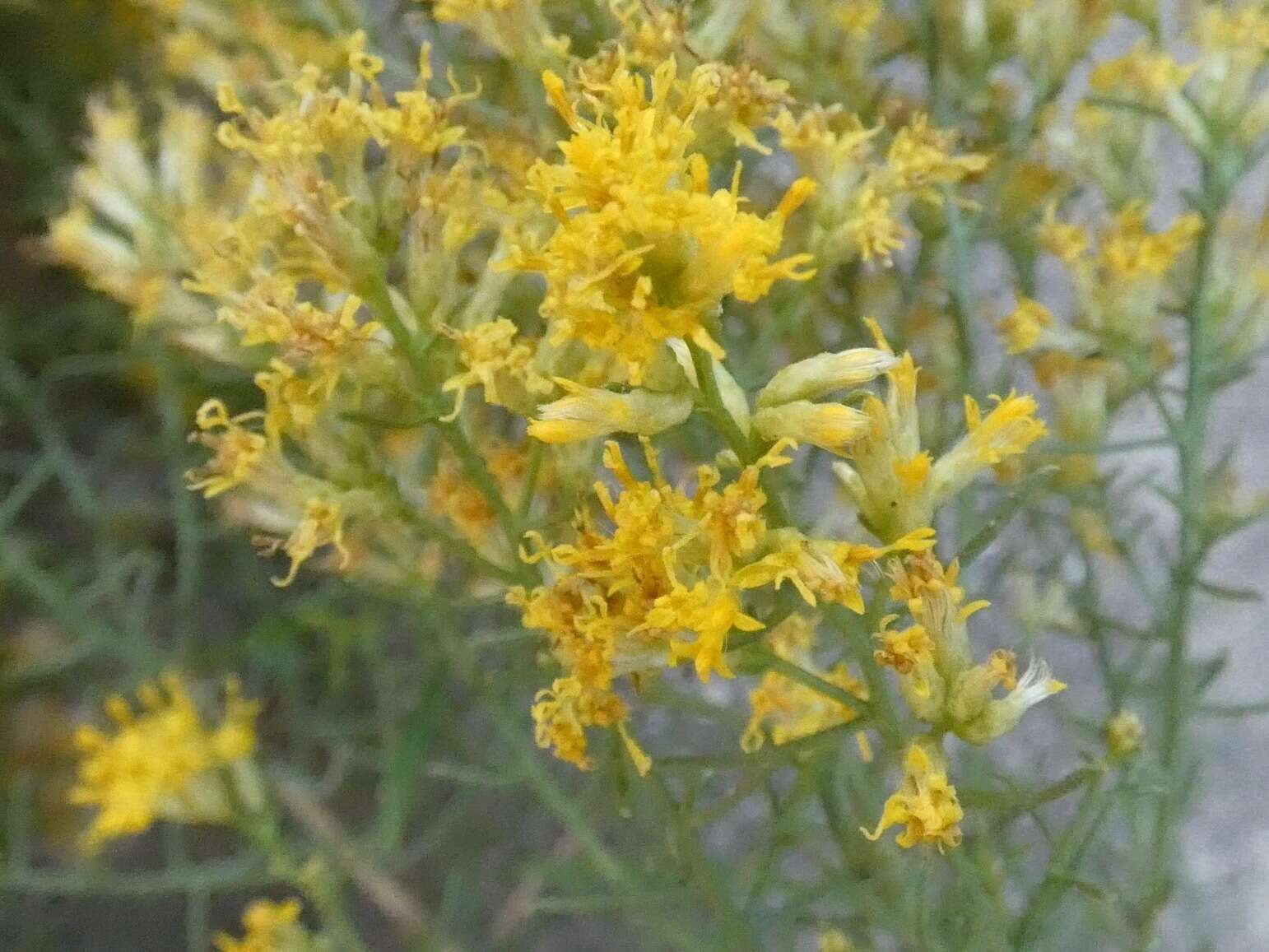 Слика од Gundlachia diffusa (Benth.) Urbatsch & R. P. Roberts