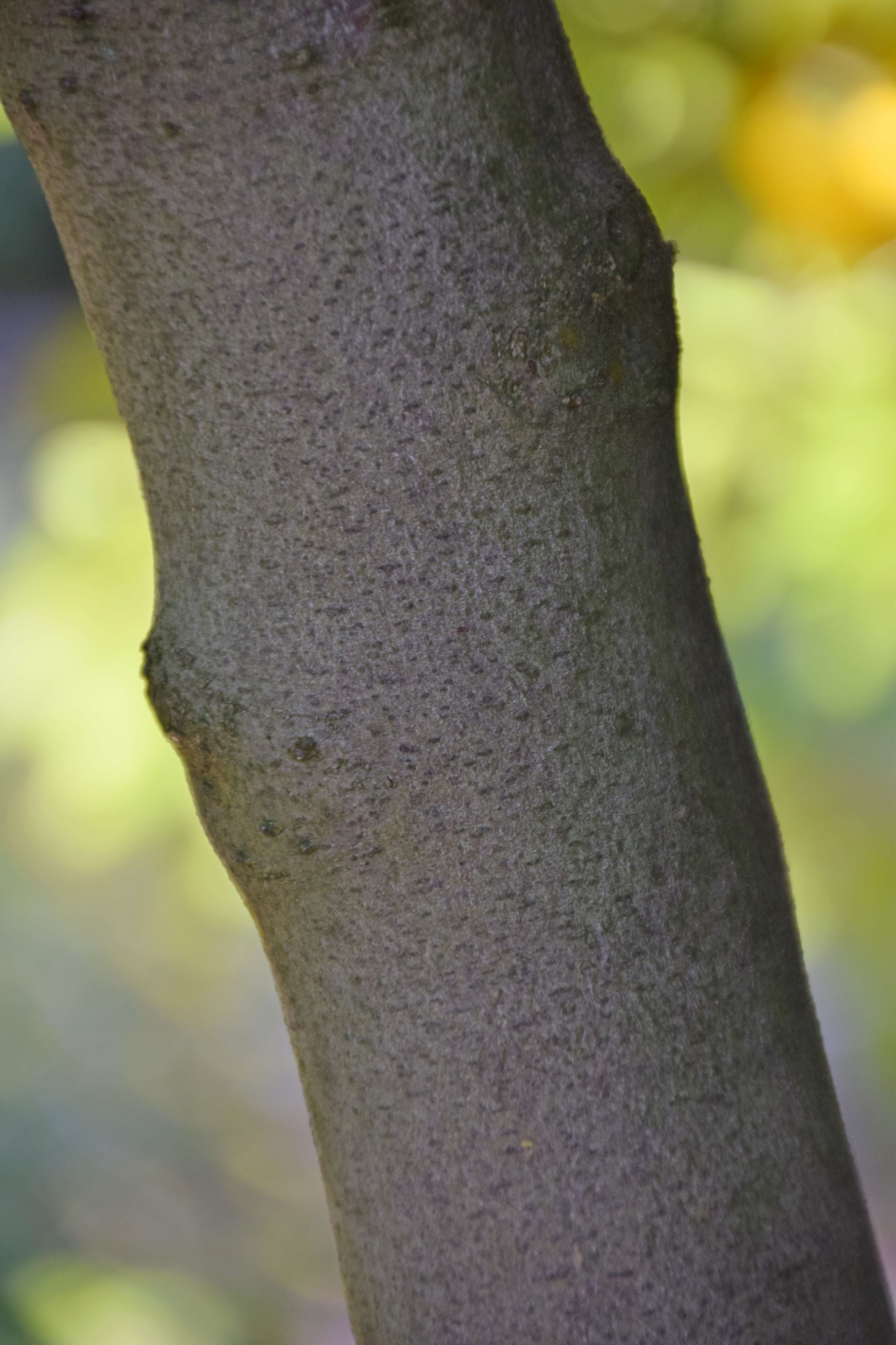 Image of Laurus Nobilis