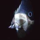 Image of Hutchin&#39;s boarfish