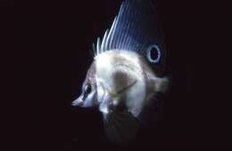 Image of Hutchin&#39;s boarfish