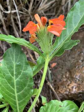 Imagem de Crossandra fruticulosa Lindau