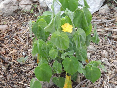 Imagem de Abutilon permolle (Willd.) Sweet