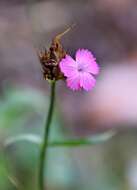 Image of carthusian pink