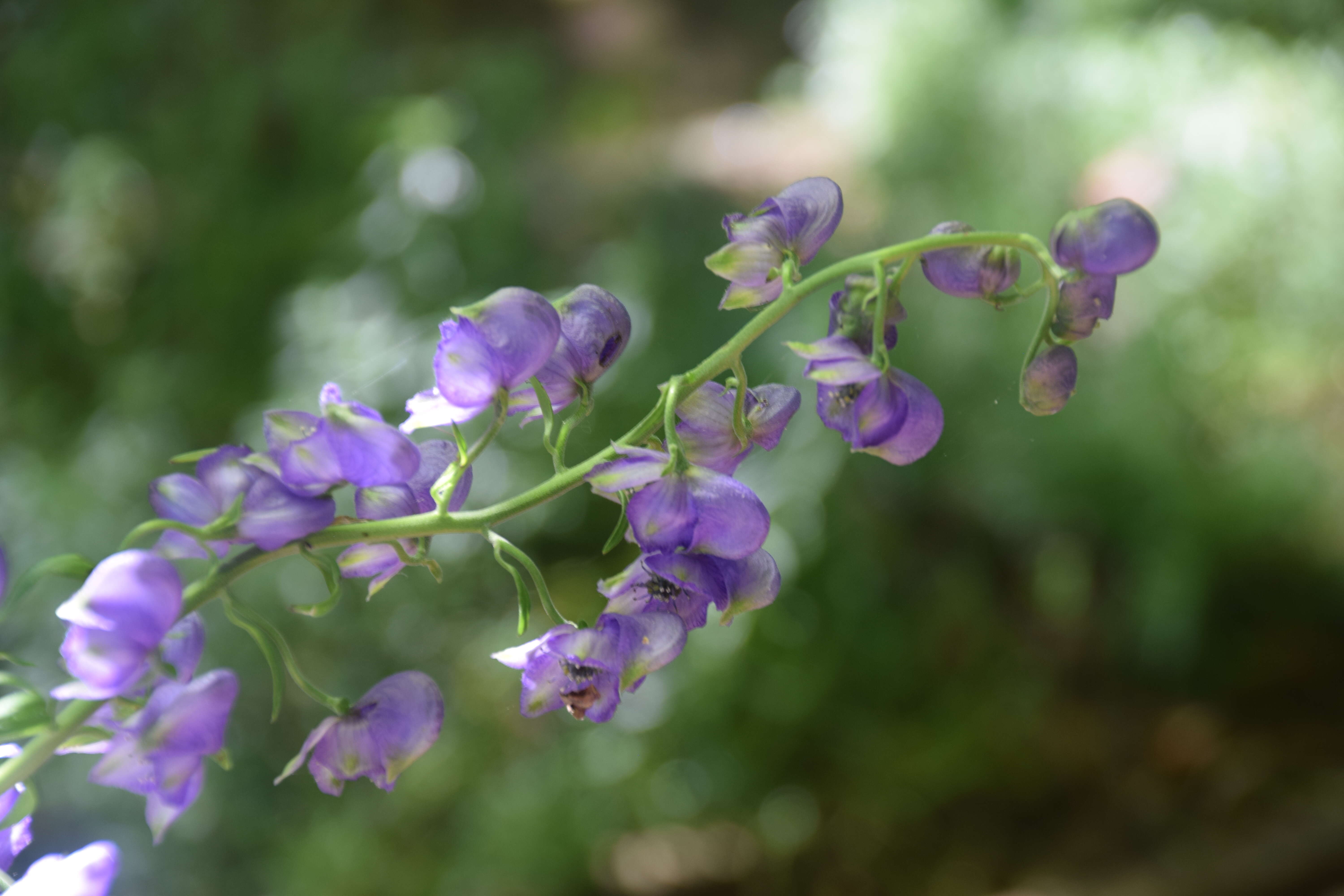 Image of Indian aconite