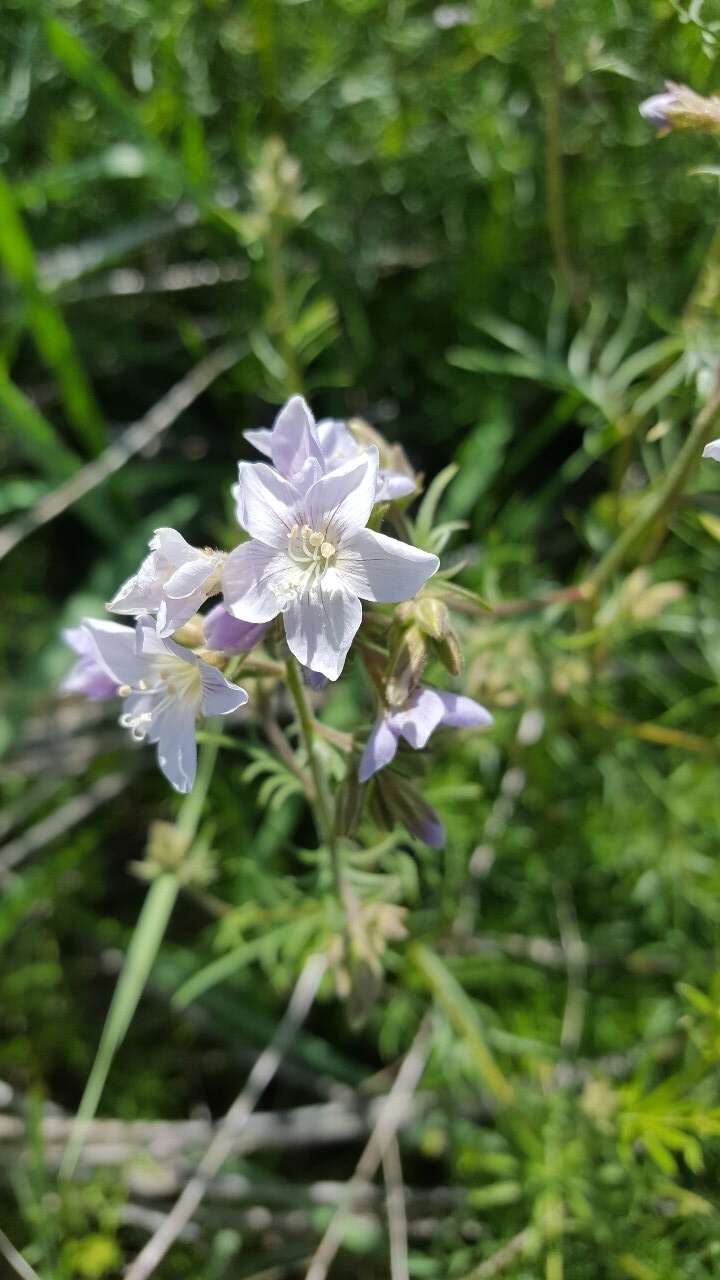 Imagem de Polemonium pectinatum Greene