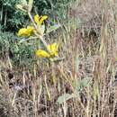 Image of Phlomis olivieri Benth.