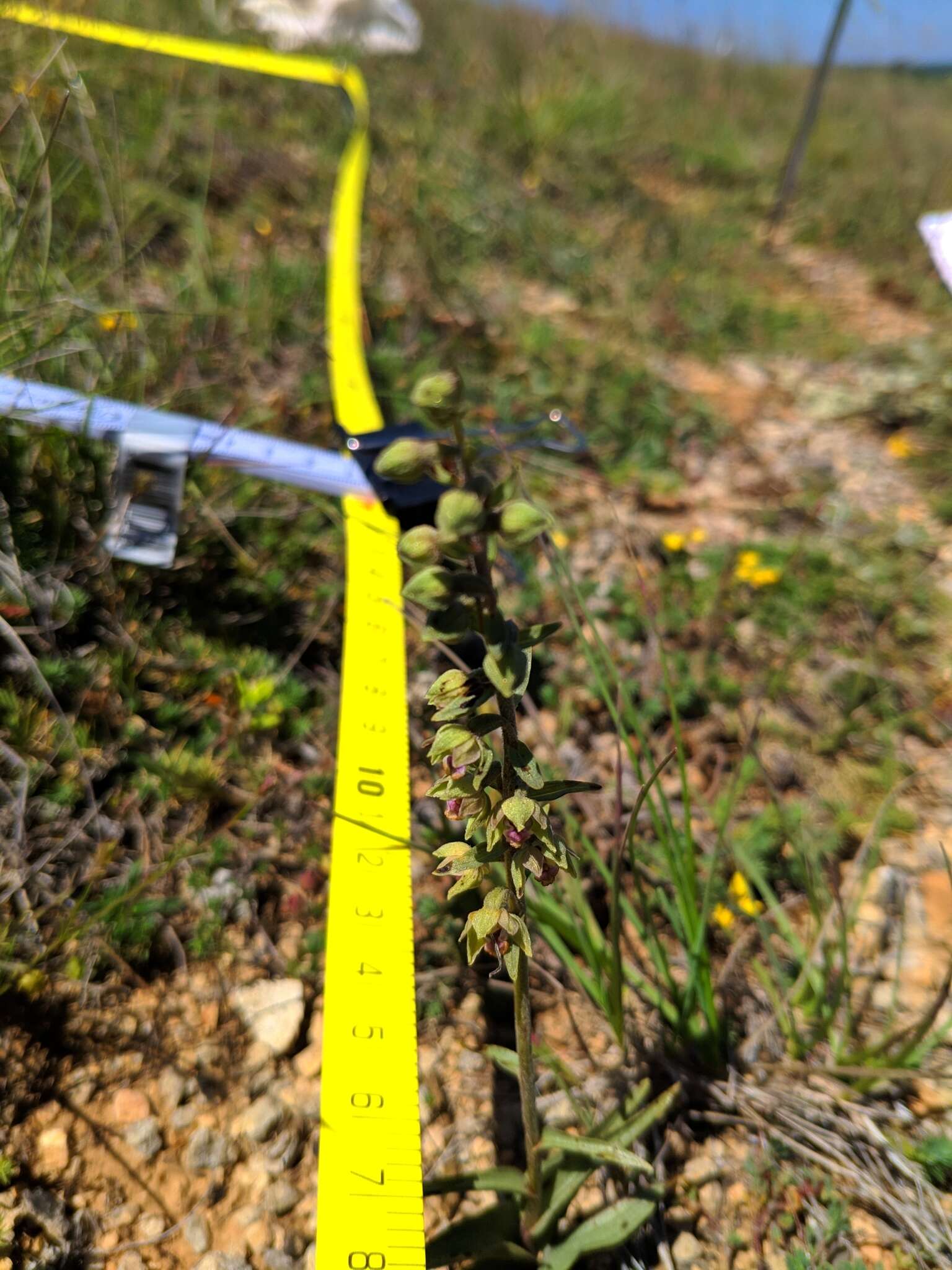 Image of Epipactis kleinii M. B. Crespo, M. R. Lowe & Piera