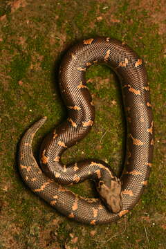 Image of Common Sand Boa