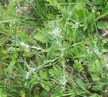 Image of Low cudweed