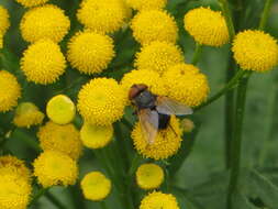 Image of Phasia aurigera (Egger 1860)