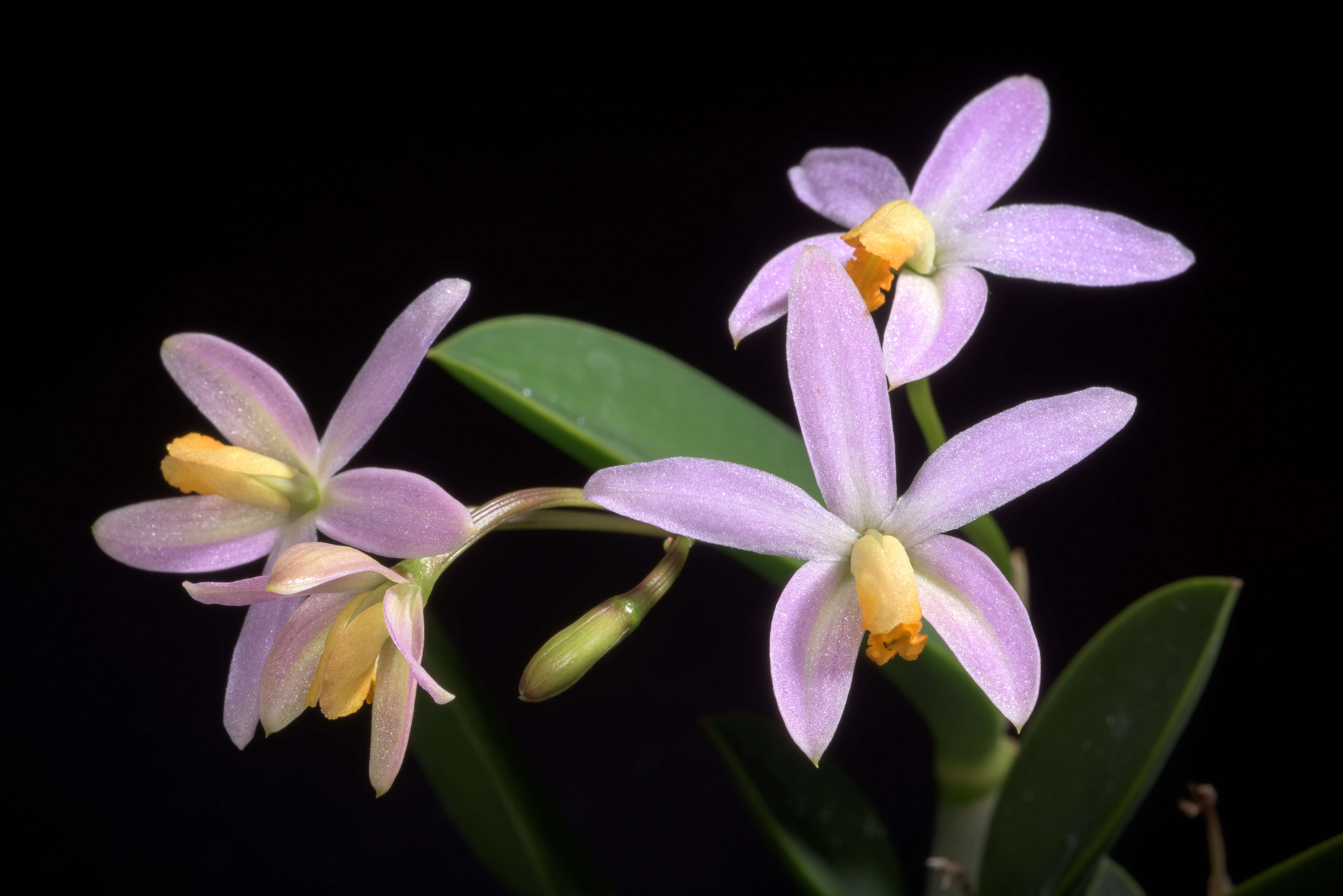 صورة Cattleya reginae (Pabst) Van den Berg