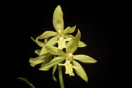 Image of Calanthe striata R. Br. ex Spreng.