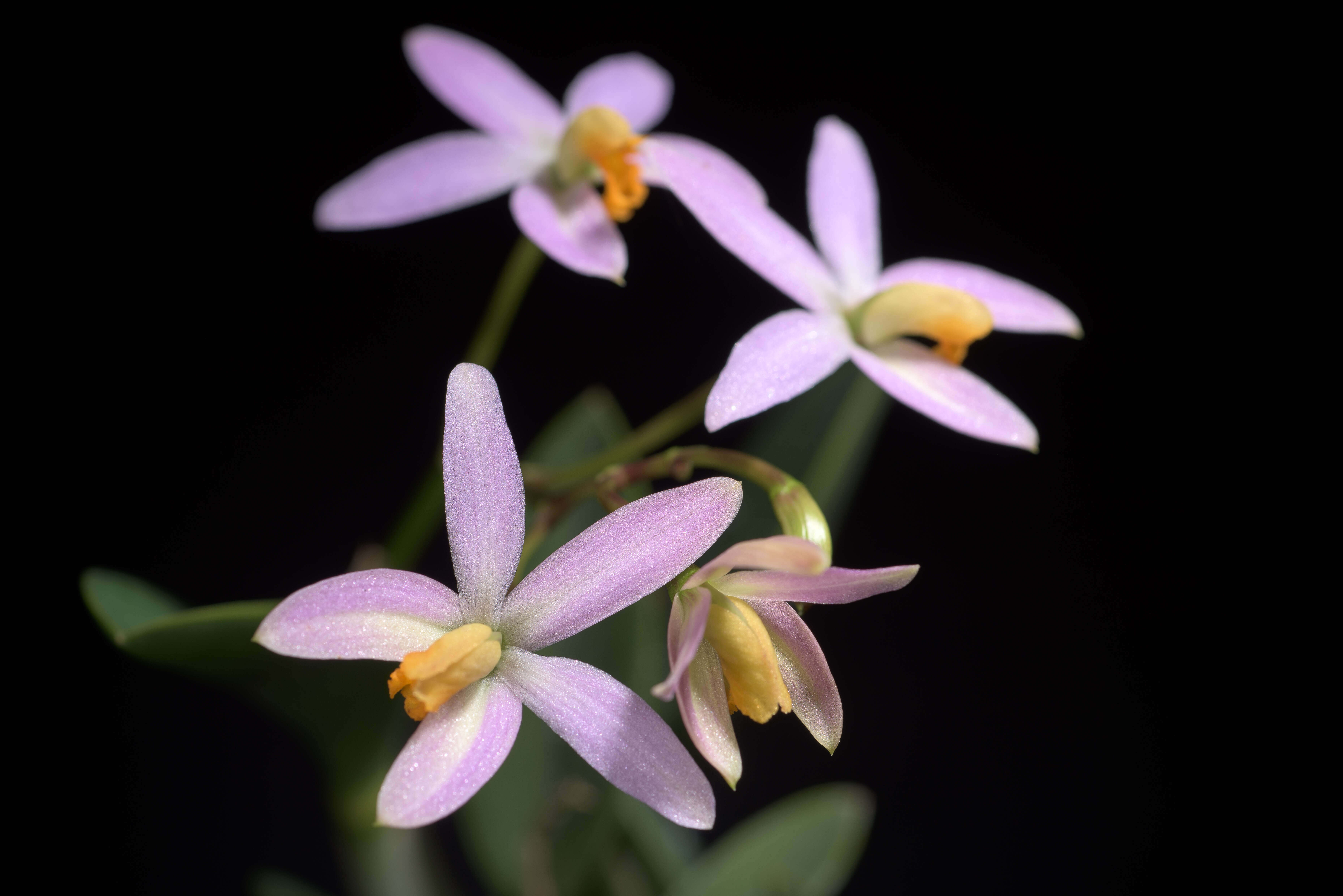 Image of Cattleya reginae (Pabst) Van den Berg