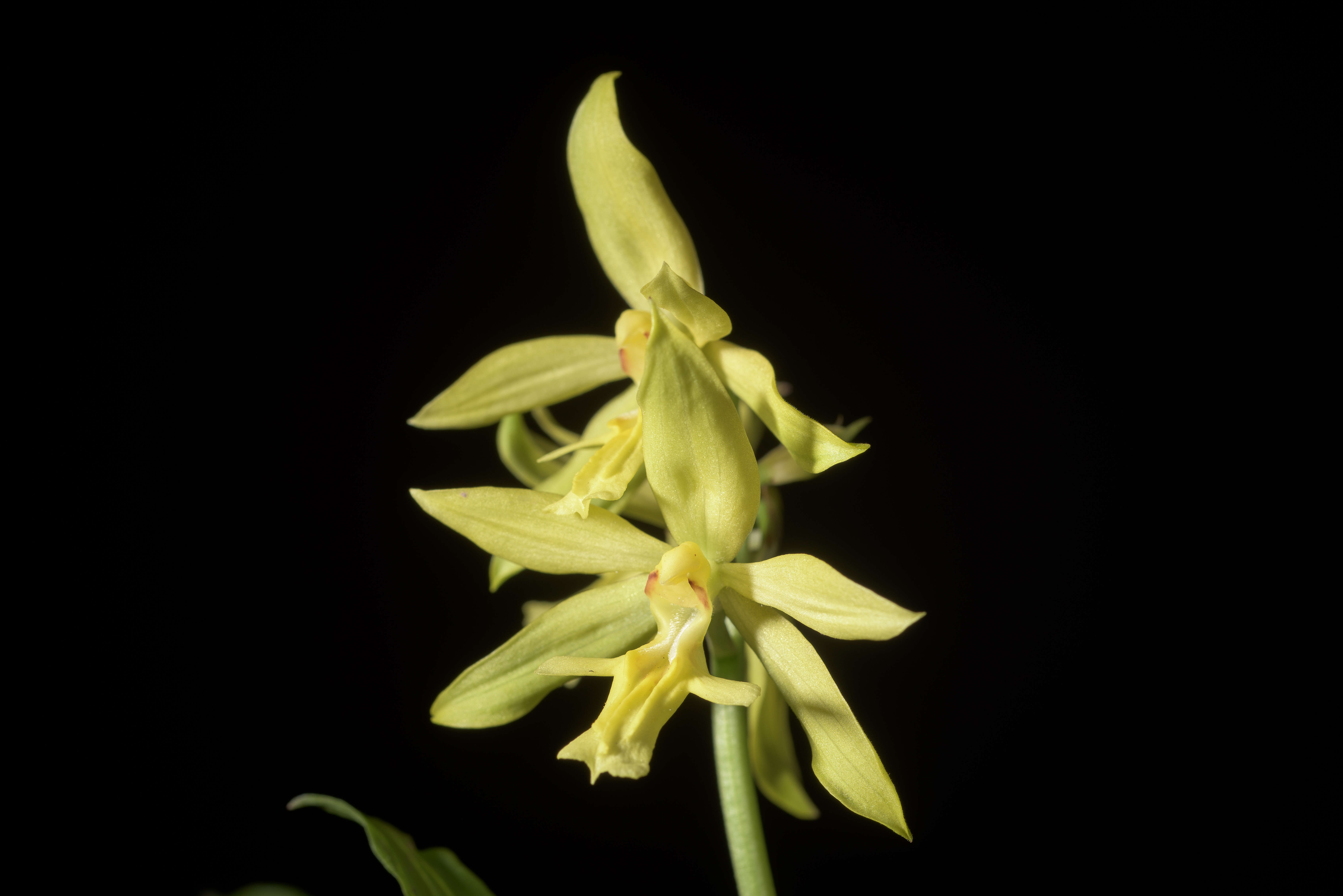 Image of Calanthe striata R. Br. ex Spreng.