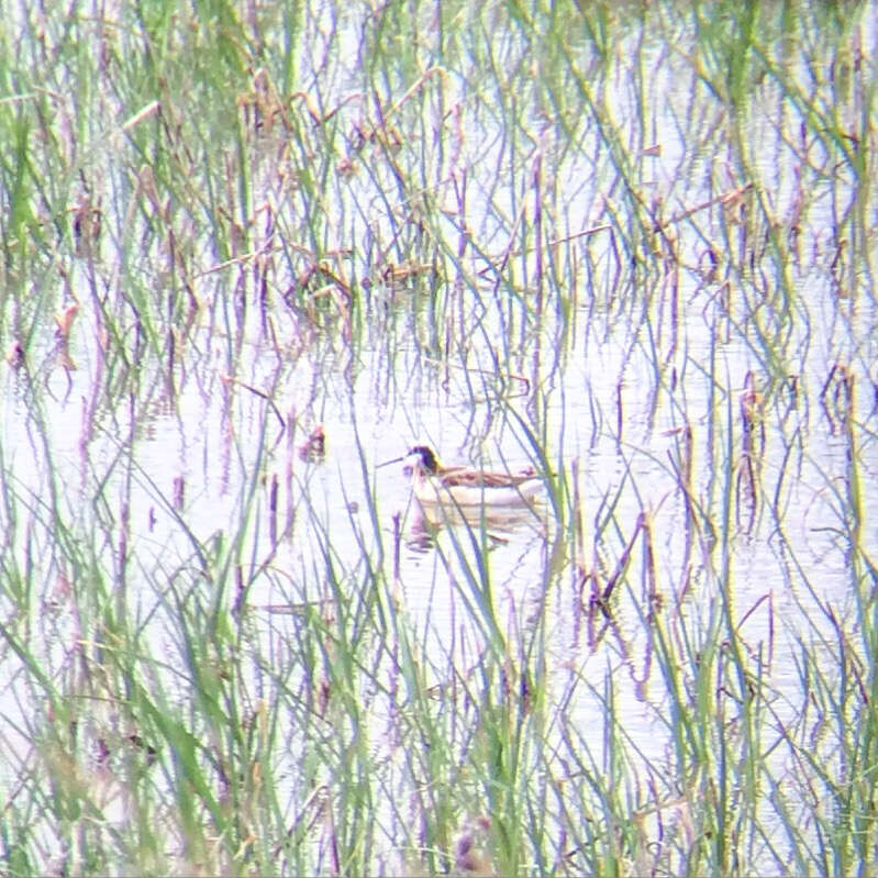 Image of Wilson's Phalarope