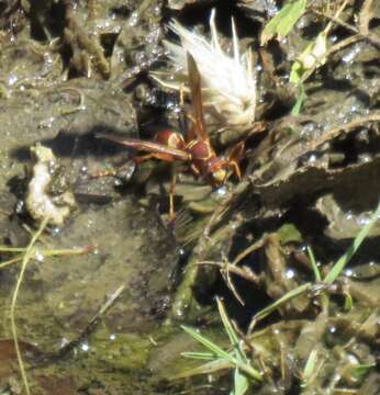 Image of Polistes dorsalis californicus Bohart 1949