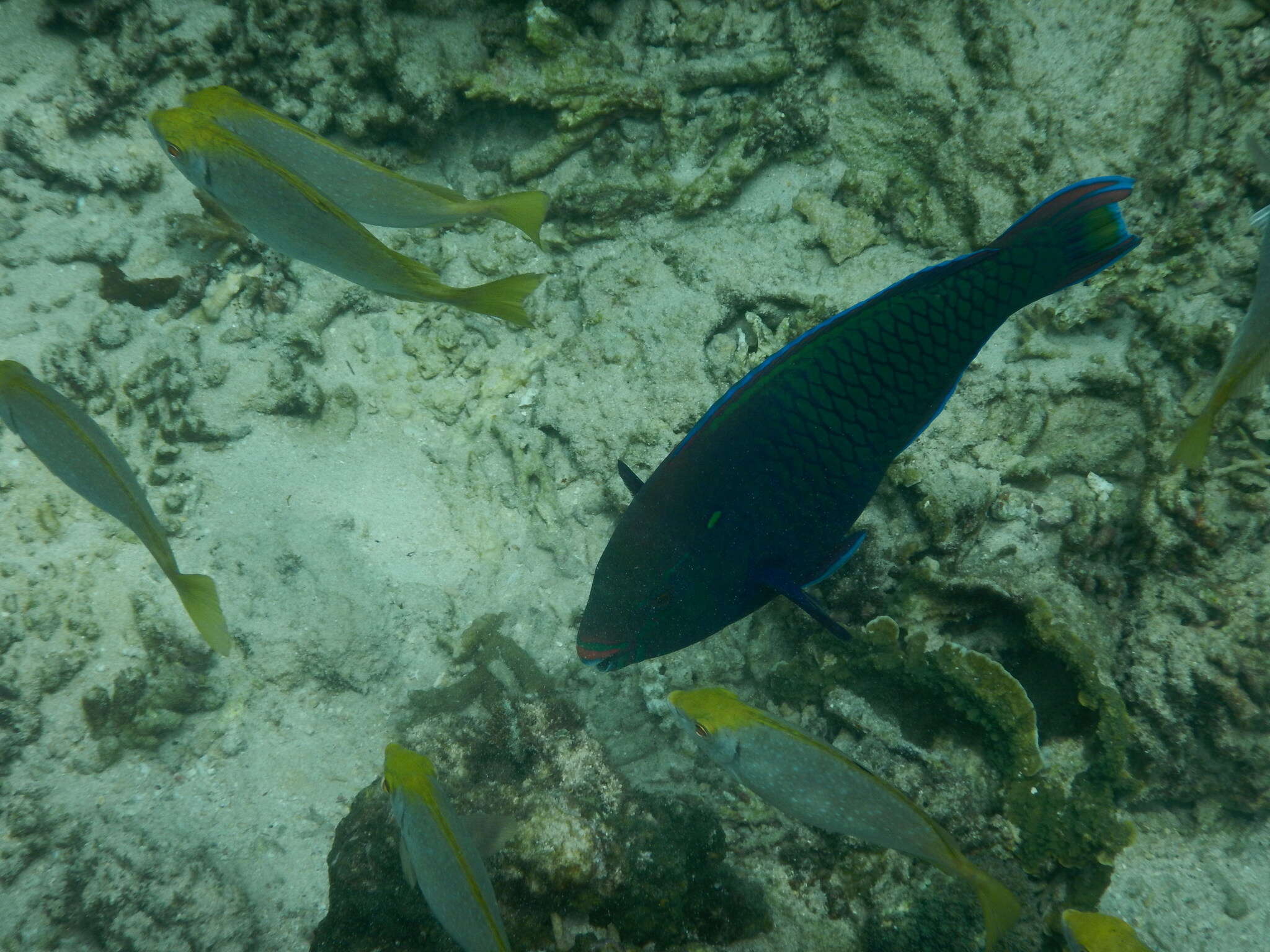 Image of Dusky parrotfish