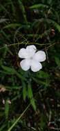 Image de Rhamphicarpa fistulosa (Hochst.) Benth.