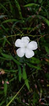 Image of Rhamphicarpa fistulosa (Hochst.) Benth.