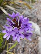 Image of Thereianthus spicatus (L.) G. J. Lewis