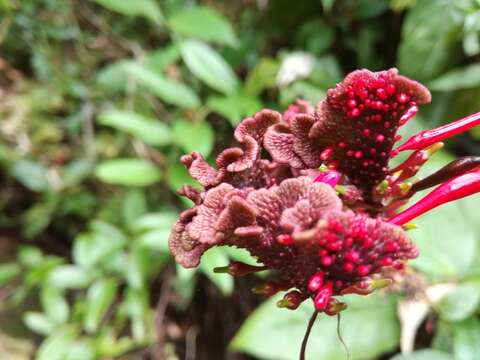 Image of Cardinal's guard flower