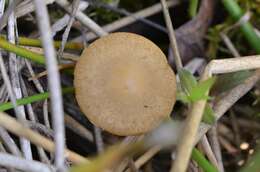 Слика од Agrocybe elatella (P. Karst.) Vesterh. 1989