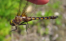 Image of Broad-tailed Shadowdragon