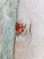 Image of Reddish Potato Beetle