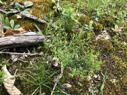 Image of Illinois pinweed