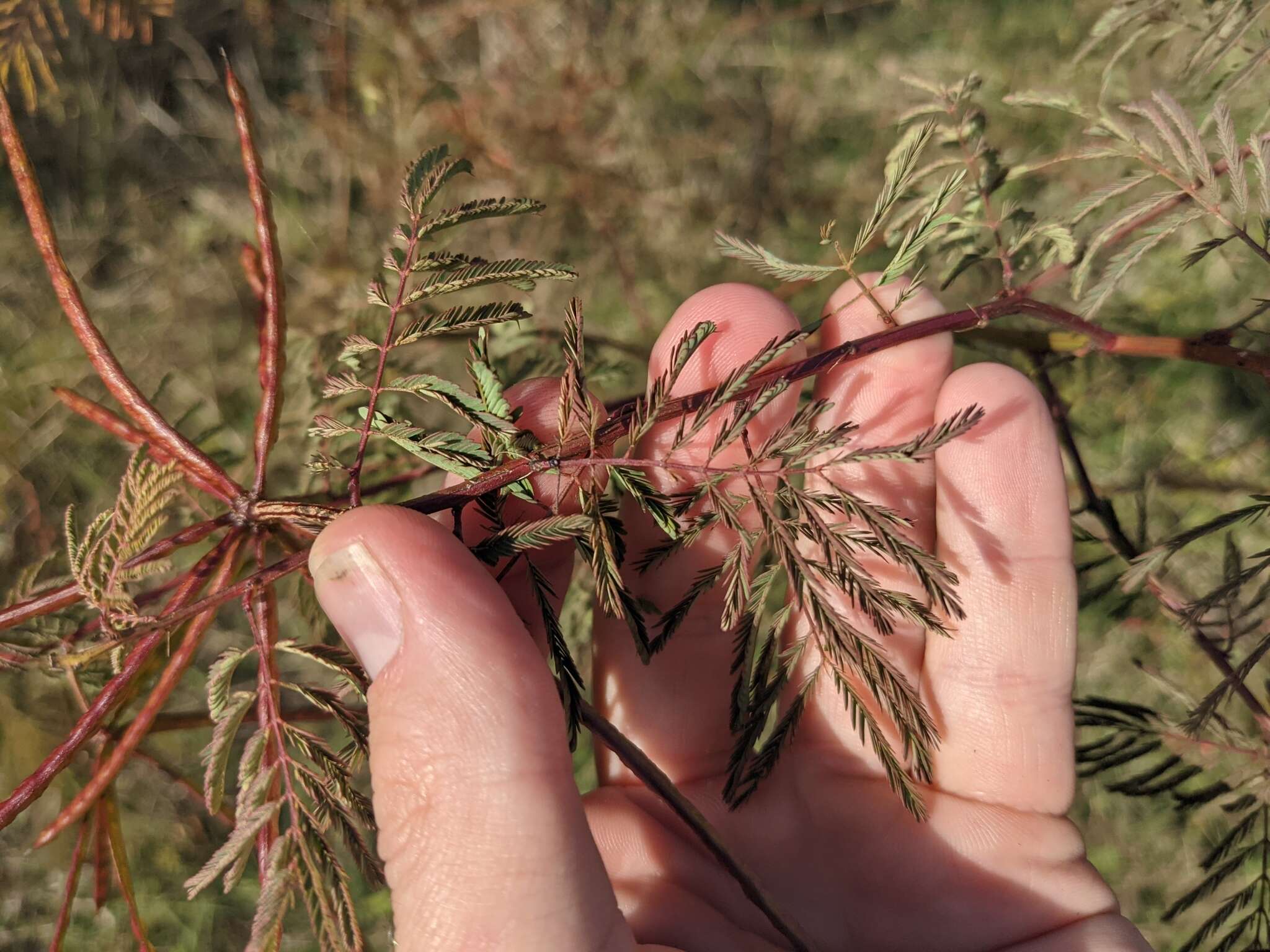 Слика од Desmanthus bicornutus S. Watson