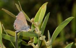 Image of <i>Nacaduba <i>biocellata</i></i> biocellata