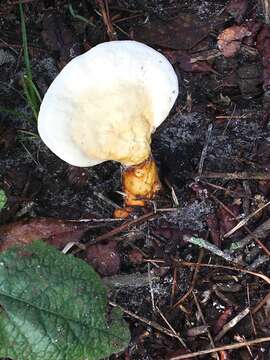 Слика од Ganoderma curtisii (Berk.) Murrill 1908