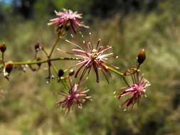 Image of Clematis fawcettii F. Müll.