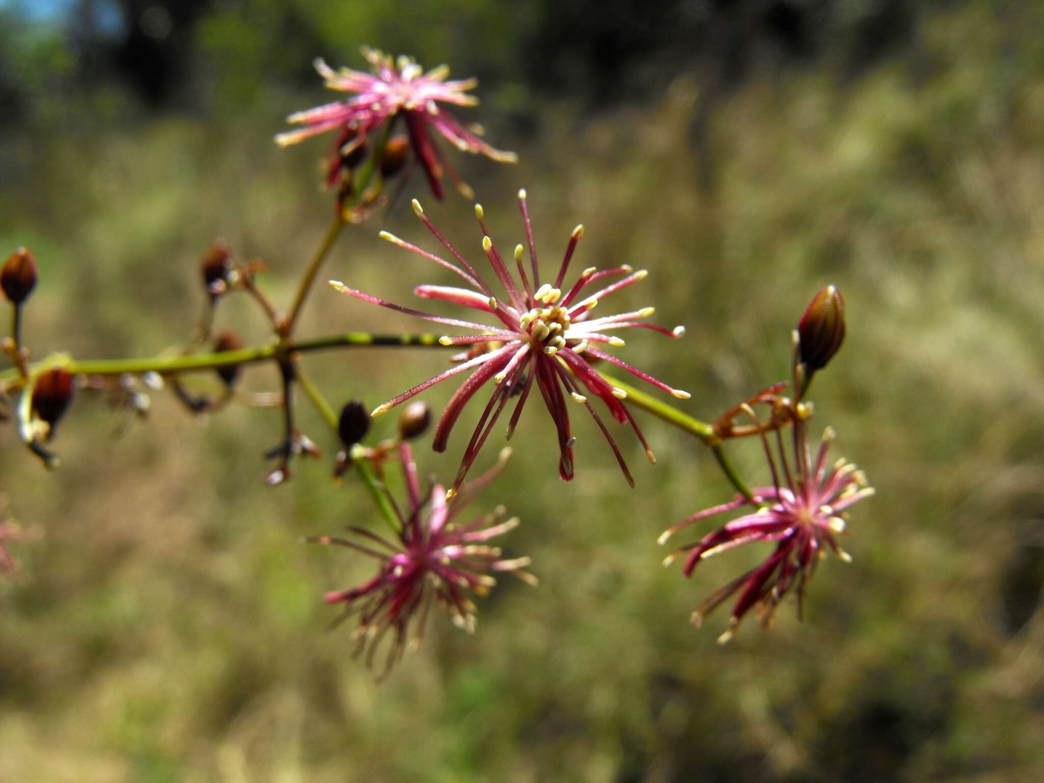 Image of Clematis fawcettii F. Müll.