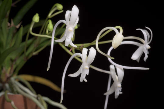 Image of Vanda falcata (Thunb.) Beer