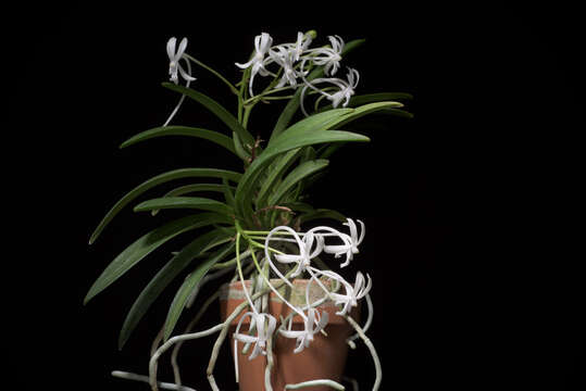 Image de Vanda falcata (Thunb.) Beer