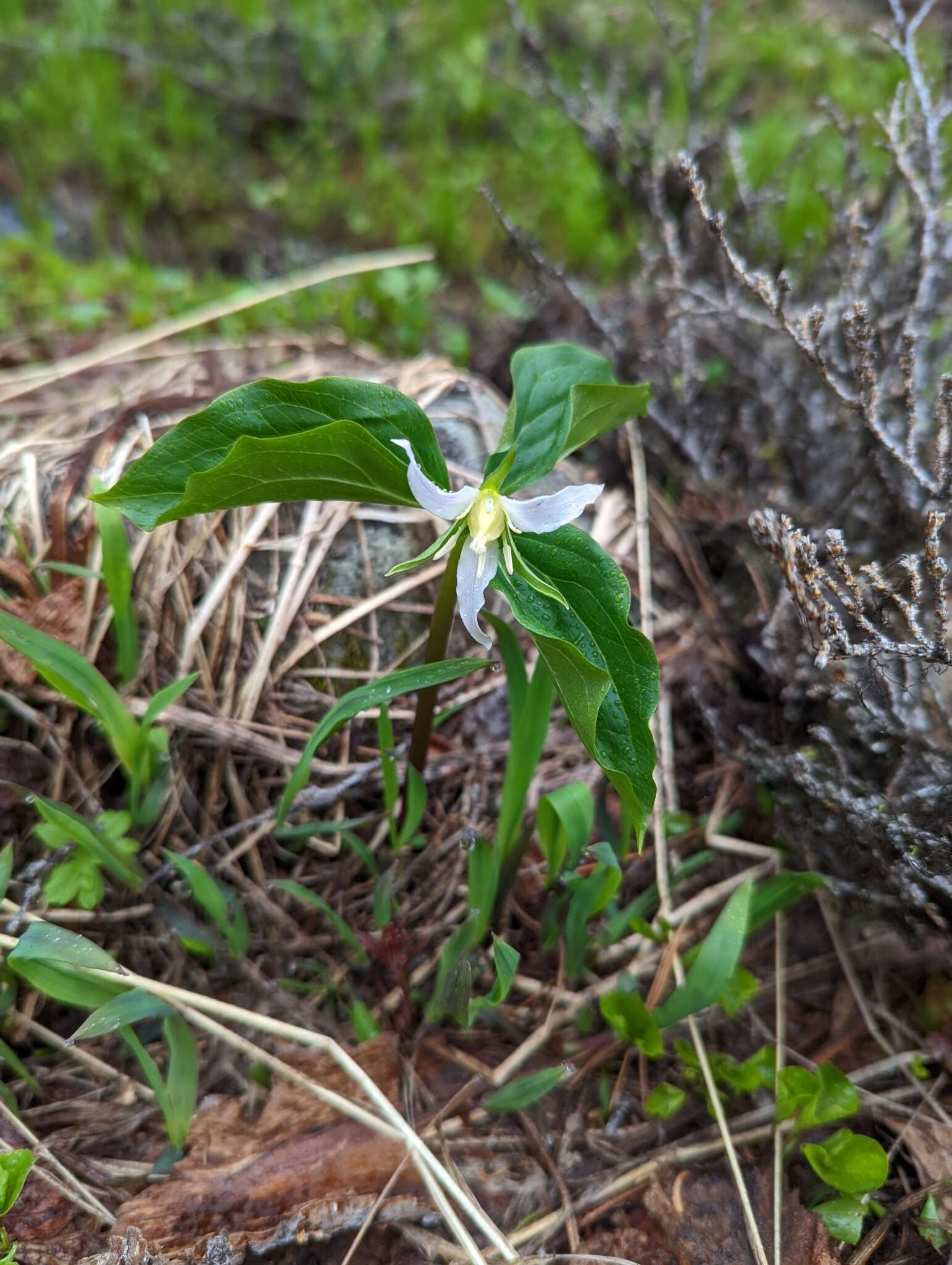 Image of Oettinger's trillium